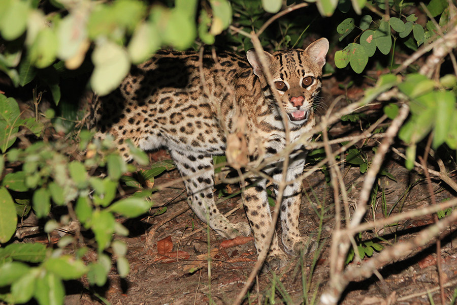 jaguars, pantanal, tours, brazil, photography, wildlife